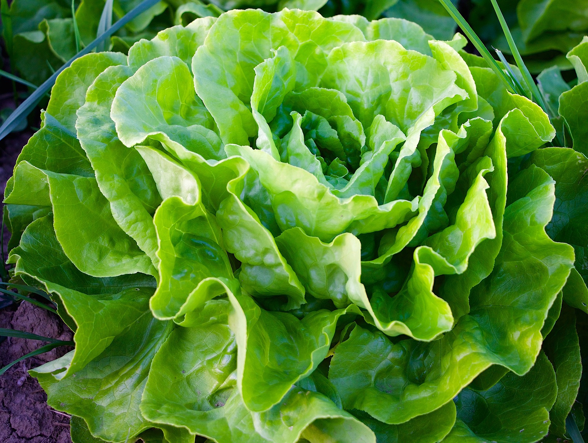 Kopfsalat